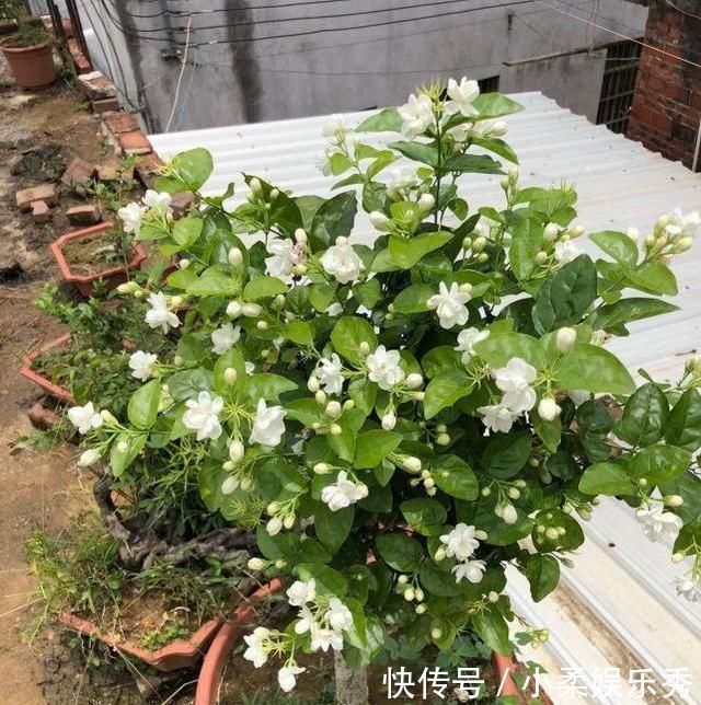 夏天给茉莉施肥,有3不原则,做好了,茉莉花朵呼呼开,又大又香