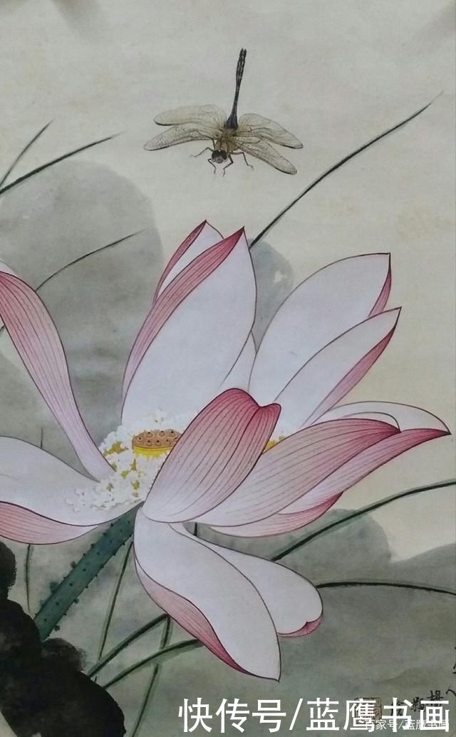 赏荷|杨颢作品:荷月赏荷