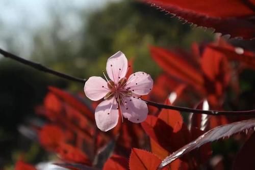 草木人间*踩着野花，去看桃花