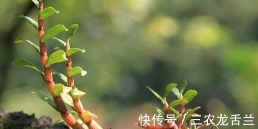 野草|农村一种不起眼的野草，以前经常拿来喂猪，现在要上千块一斤