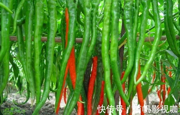 大棚|青椒净化血液、提高免疫力,农民掌握种植要点,收获高产的青椒