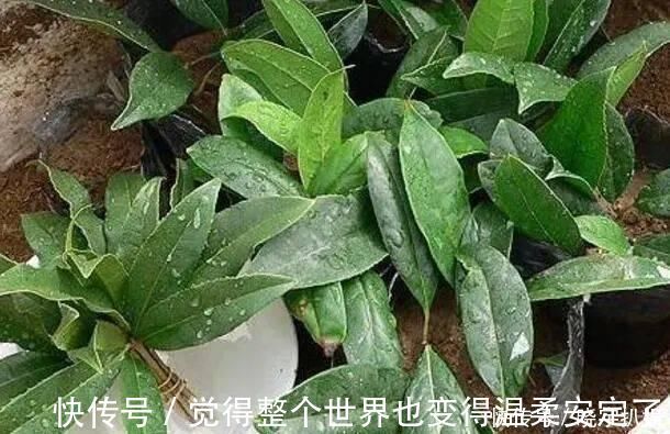 扦插|路边“3种树”,见了掰个枝,插盆就生根,做成盆景,寓意吉祥