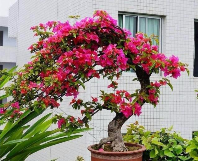 三角梅“老树桩”,嫁接注意4点,易成活,开出“五颜六色”花