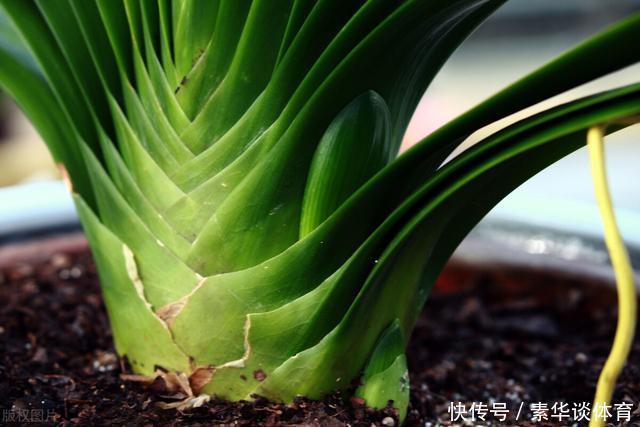 植料|怎样让君子兰一年长出8片叶子？他的做法，值得我们学习