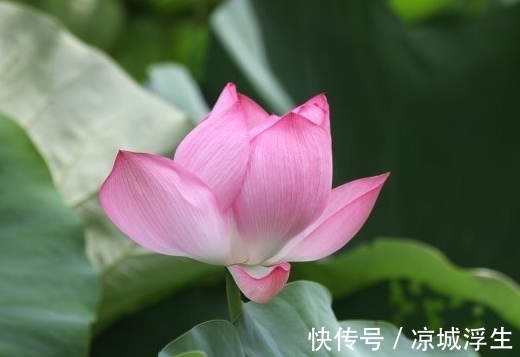 桃花朵朵|8月底，4属相桃花朵朵，爱情甜蜜，生活蒸蒸日上，越来越好