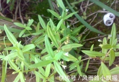 抑毒|农地里的“草”,人称“蛇总管”,是味镇痛抑毒的良药