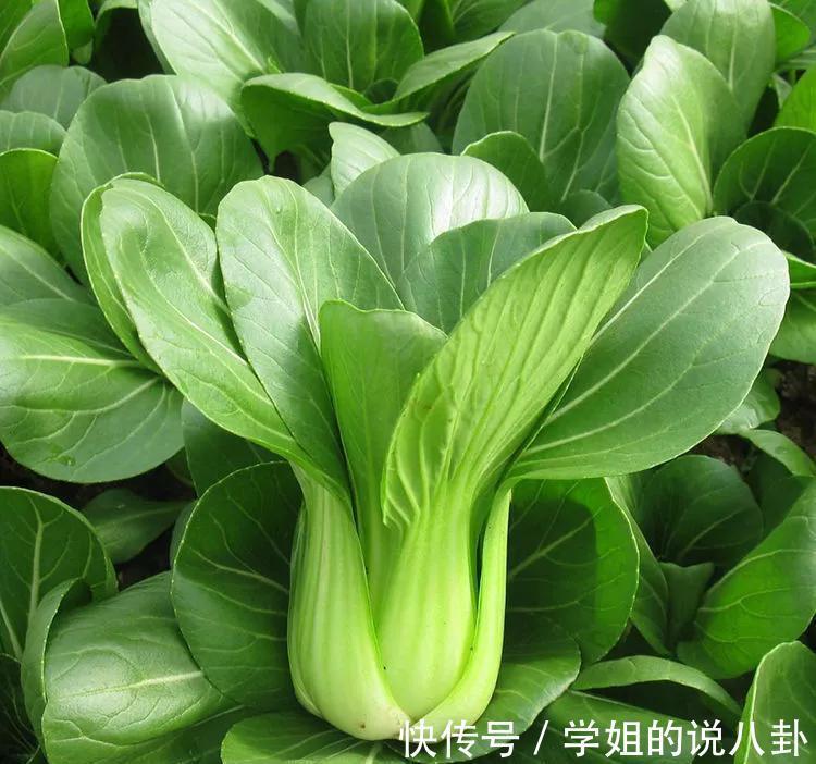 小苏打|入秋后女性记得吃9种食物,叶酸含量高,价格不贵,人人吃得起