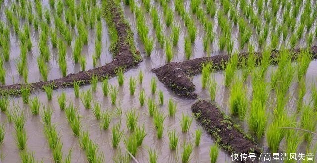 黄莺&九首田园诗词槿花篱落竹丝长，垂垂山果挂青黄！