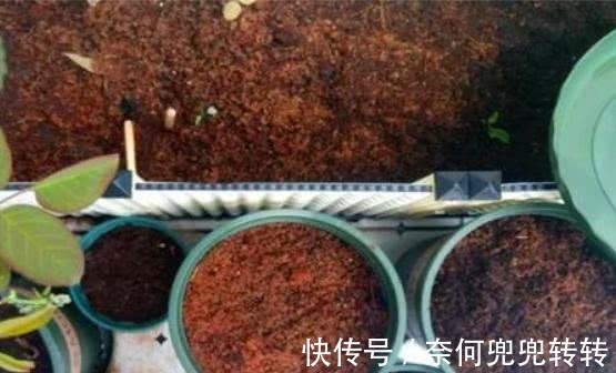 老花匠养花,从不买花肥,仅仅在盆里倒点“渣滓”,养啥都能旺!