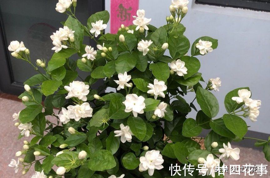 茉莉花期结束后,4件事万万别做,明年花少是小事,就怕过不了冬
