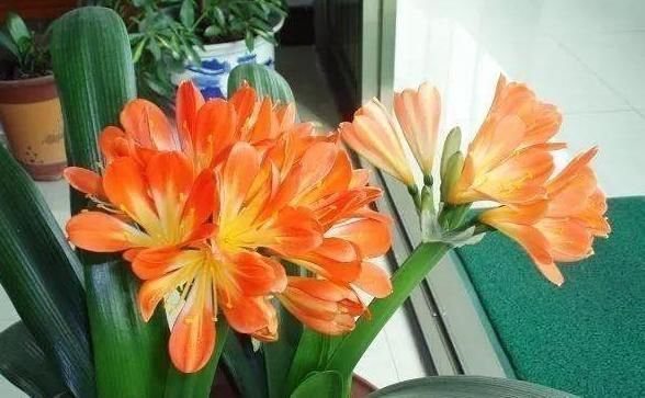 爆盆|4种花适合夏天养,开花爆盆花期长,家里财运亨通,旺运一整年