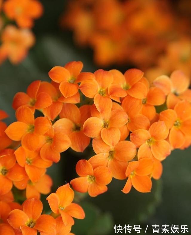 给长寿花吃点“橘子皮”,从此不在担心长寿花不开花啦