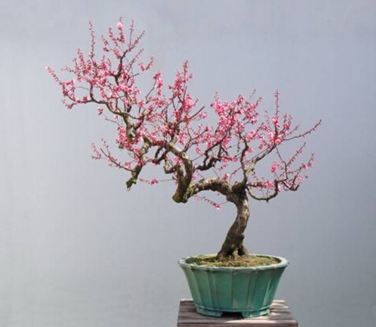 盛夏养花,就养这4款四季能开花,颜值高,又好养的花,懒人大爱