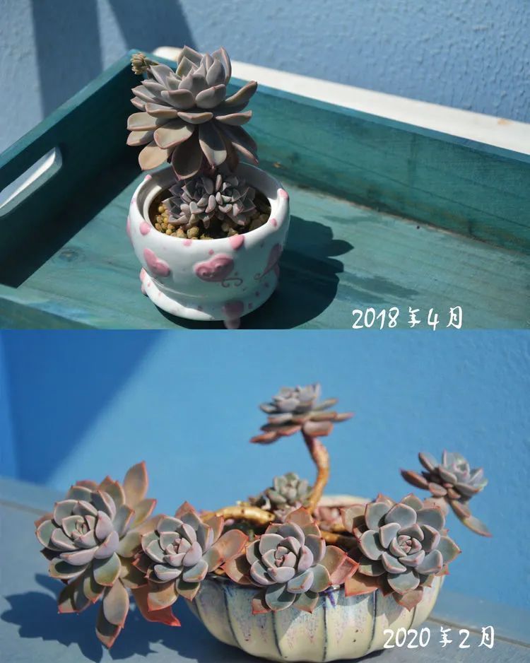 面朝大海的多肉们,在四季变迁中生生不息!