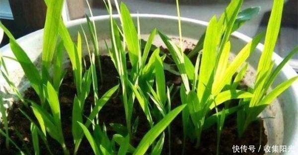 比兰花香,比绿萝还好养,养一盆花,香气飘满家,能开一辈子!