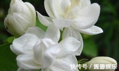 茉莉花|这种皮做成的肥水，养茉莉花，一个月长花苞，连开两次