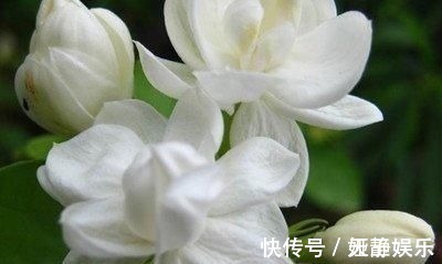 茉莉花|这种皮做成的肥水,养茉莉花,一个月长花苞,连开两次
