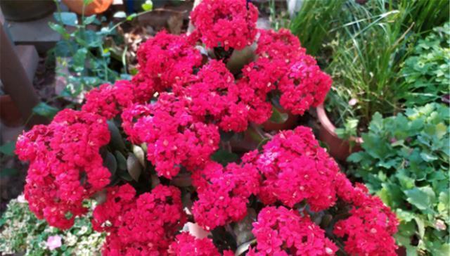 长寿花|有1种花,非常喜欢被“掐头”,不掐就是丑八怪,掐了全是花