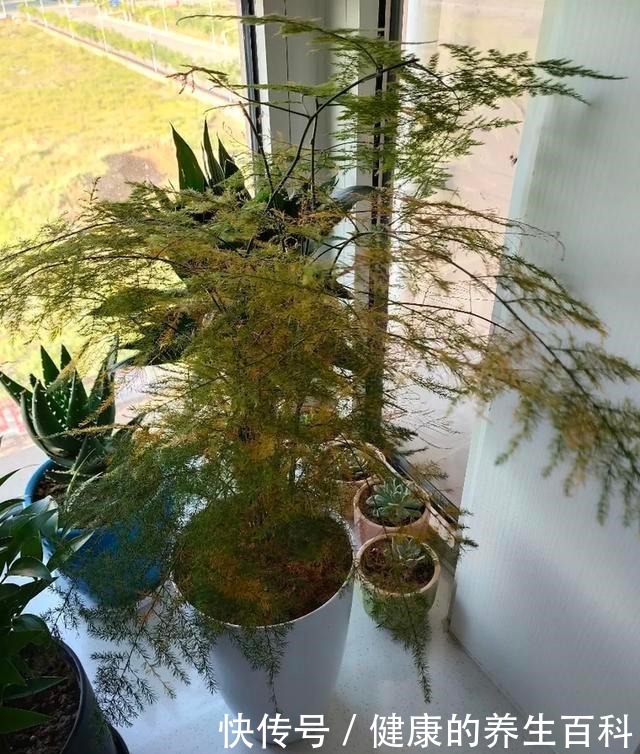 买的花总不活,秘密全在花盆里,搬起来看看才知道!