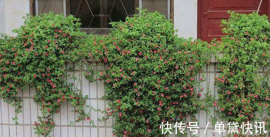 这5种花随便掐个枝就活,新手懒人花友千万别错过!