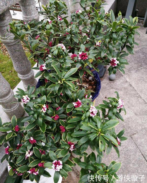 长寿花|5种“富贵花”，谨记“穷养它”，大盆换小盆，才能开满富贵花