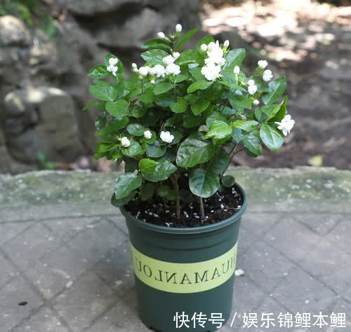 哪些花卉适合秋季盆栽,开花美、好管理?这4款首当其冲,值得