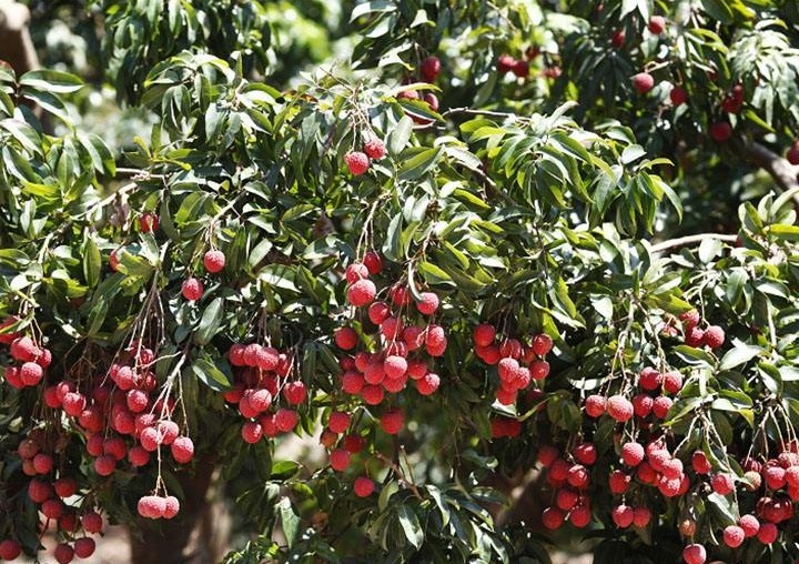 杨贵妃爱吃荔枝,情急之下,人们发明了用泥巴和竹筒保鲜的方法