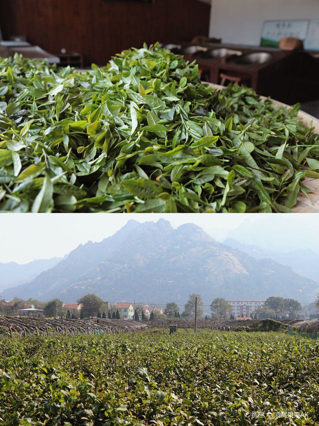 隐于崂山深处的茶文化空间|御茗山房|青岛| 芳茗