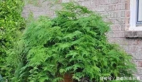 春剪|文竹快速“长爆盆”有秘诀，关键要“春剪”，蹭蹭冒出“小笋芽”