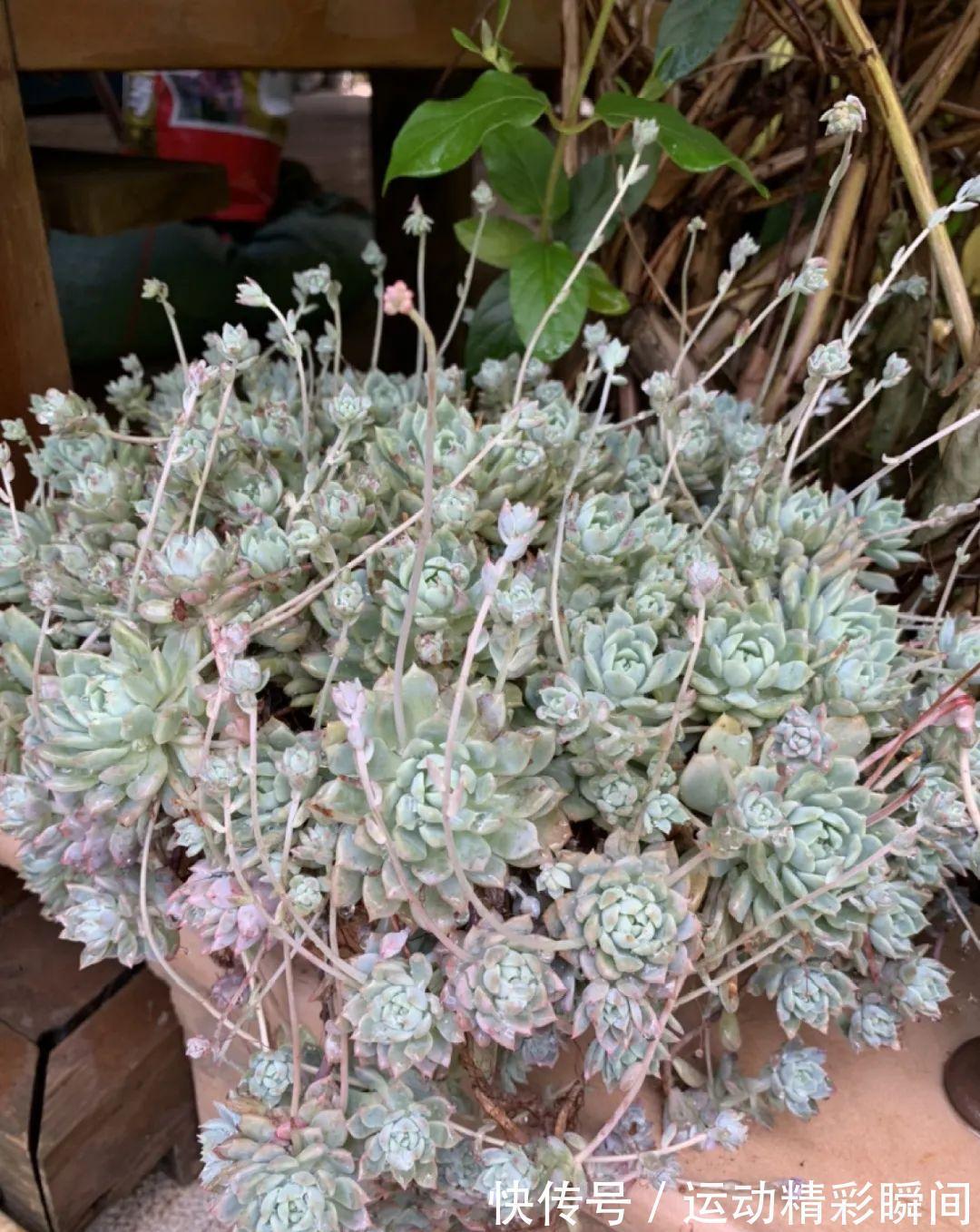 造型|十几年的多肉“妖精”,自然老桩头,造型太美