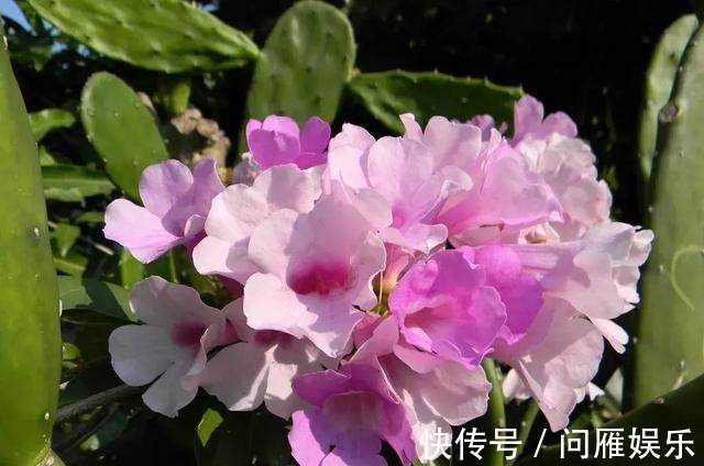 1种花1年能长4米高，花开1000朵，从来不生虫，花还能当蒜吃！