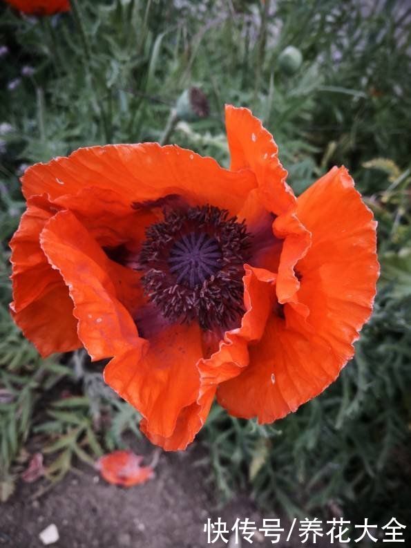 曼陀罗花不能养在家里，对身体不好，还可能招来麻烦