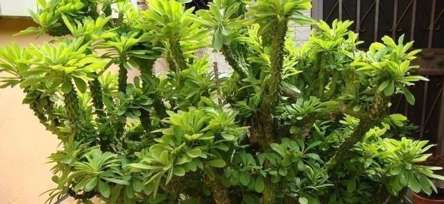 门口养了一棵“气派花”，生命力强很养眼，寓意好能镇宅