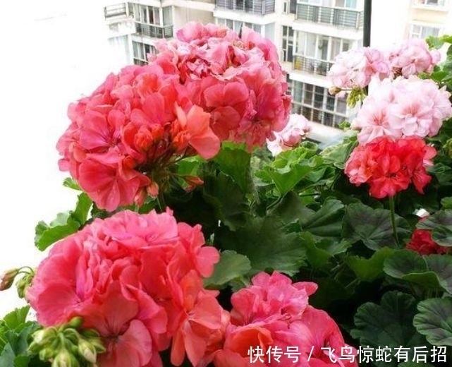 养花就养4种花,花开不断,好养易开花,花香四溢飘满屋,美爆了