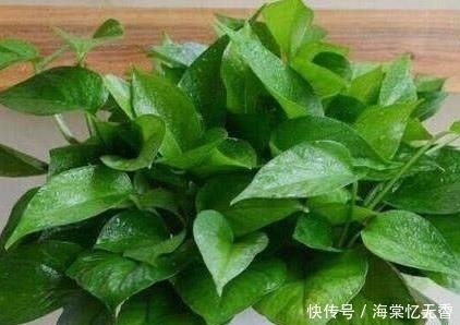 快要死亡的绿萝,这么做之后,又可以变成一盆新的绿萝,你会吗