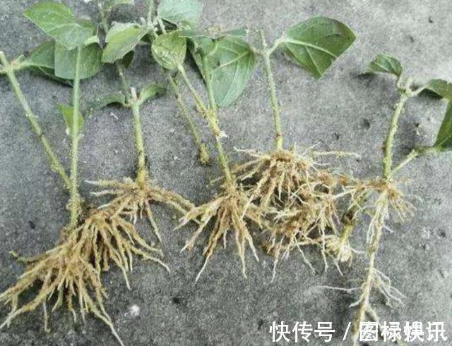 土壤|温度渐渐下降,在家扦插“4种花”,9天就生根,2个月后开花多!