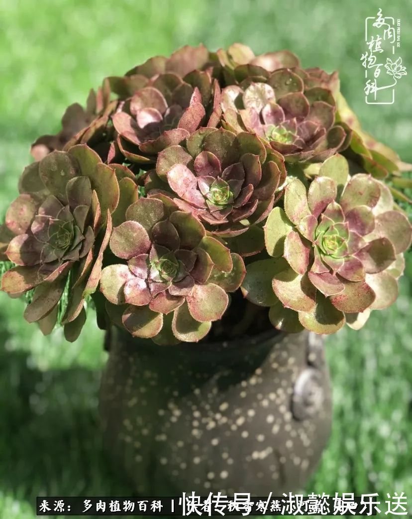 百科|多肉千万种,我独爱法师!爱它的霸气,更爱它的华丽蜕变!