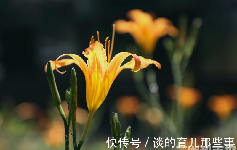 石蒜花|金秋九月，去湖南省植物园赏彼岸花与忘忧草吧