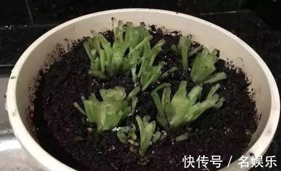 8种花现在赶紧剪,剃光头撸光叶,越狠越爆盆