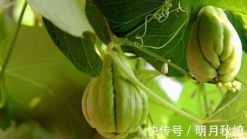 皮肤|会吃的女性皮肤好,推荐以下3种食物,排毒抗衰,瘦掉小肚腩