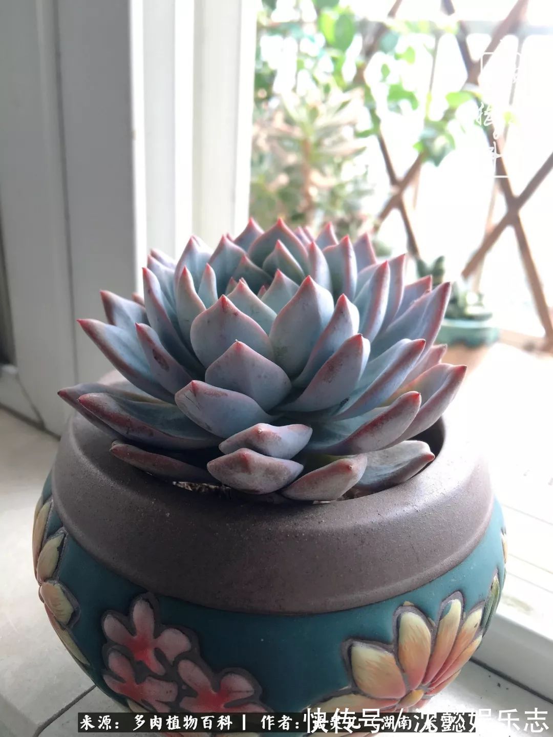 阳台党|邂逅多肉,爱折腾的阳台党,总能收获简单纯粹的快乐!