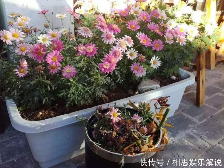 株形|这6种花，要经常“摘心”，分枝多开花多，株形更丰满