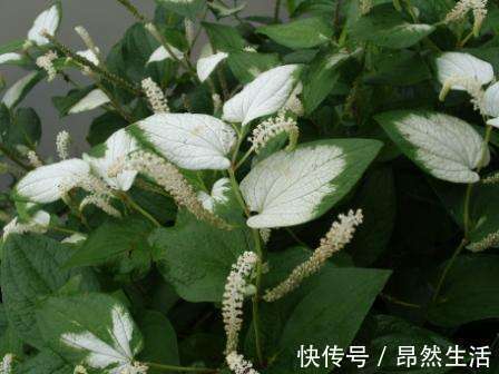 治疗脚气|农村常见野草,人称“脚气草”,可治疗脚气,市场15元一公斤