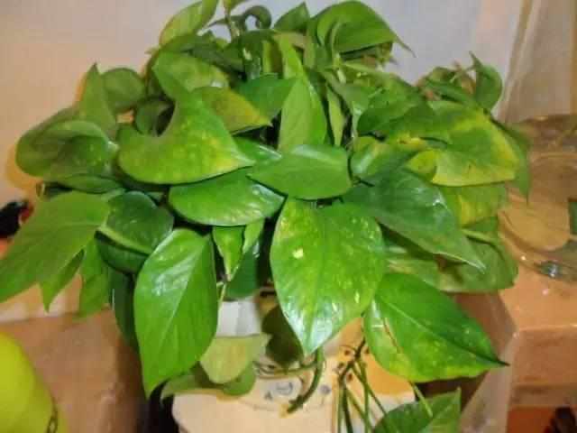 阳台上|想要绿萝不黄叶不烂根就得这样养,不仅不黄叶,还能常年绿油油