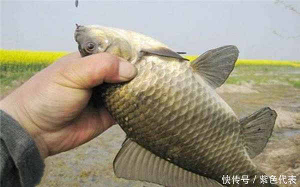 鲫鱼|仲春浅水有大鲫，野钓大鲫鱼，这种钓法最好用，没有之一！