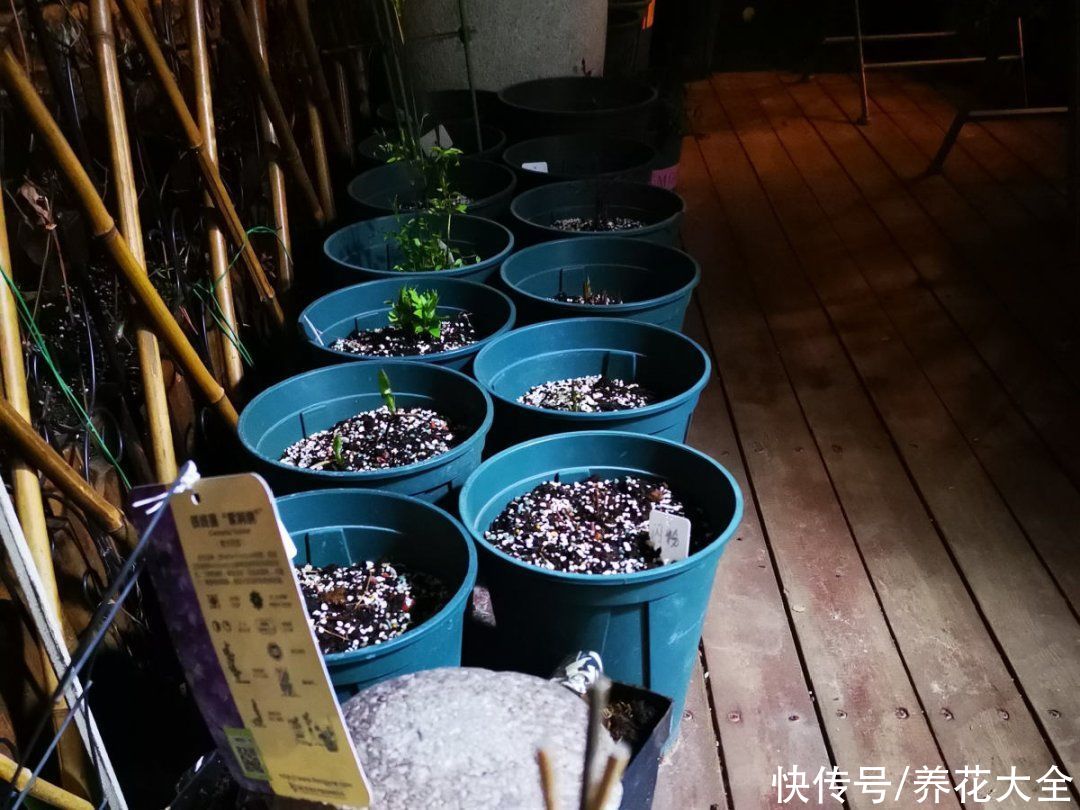 蟹爪兰|立秋后，7种花要“苏醒”，可以放手养了