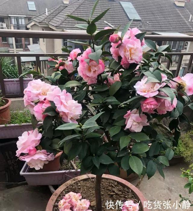 5种漂亮花,天冷多晒晒,越晒长得越健壮,花开得又多又大