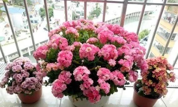 一棵长寿的花，124个花箭，开花，锅盖打开的方法