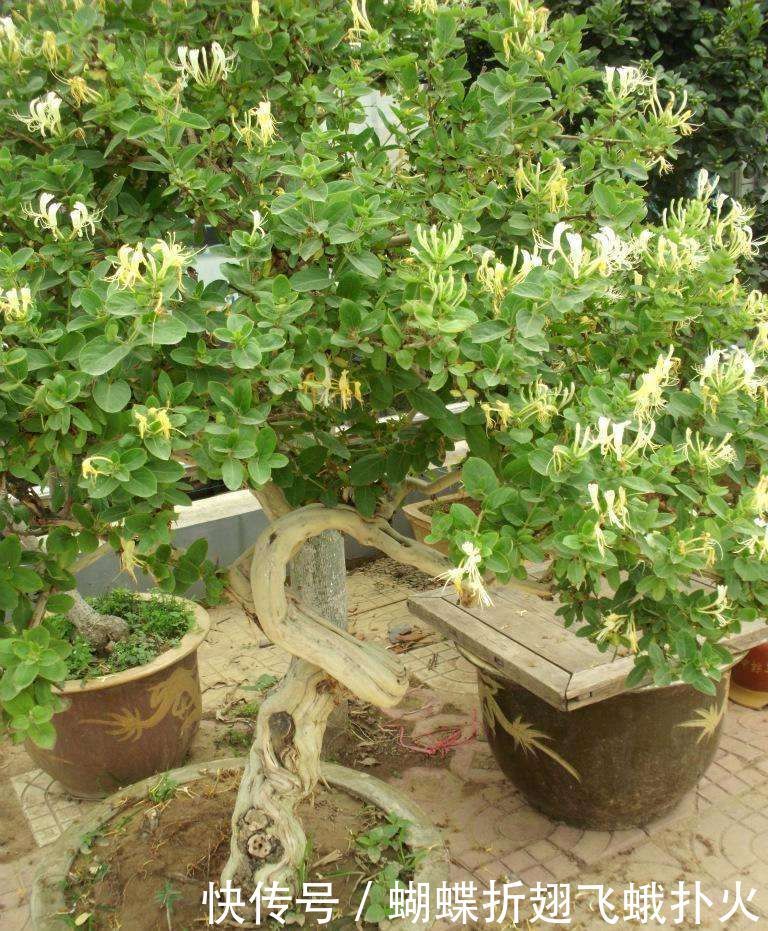 在家这样养金银花,让花朵轻松开满枝头,再也不用花钱买了