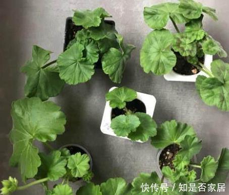 天竺葵|这花花期长又漂亮，一个扦插小窍门，十天生根，轻松爆盆开成花球